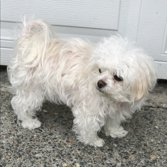 Maltese - Picture 13 of 16